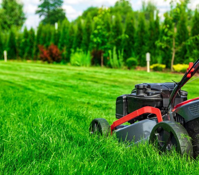 spotlight garden services, garden services, gardening services, hermanus, gardener