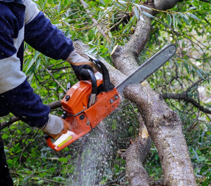 spotlight garden services, garden services, gardening services, hermanus, gardener